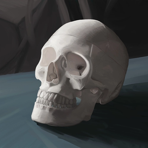 Skull Still Life